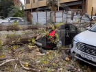 Гигантское дерево раздавило два припаркованных автомобиля в Сочи