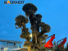 История 1000-летнего оливкового дерева, высаженного на набережной в Сочи