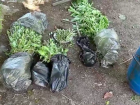  На пасеке в Сочи изъяли 94 куста конопли