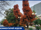 МЦУ Сочи объяснили, почему пришлось спилить деревья, пережившие ВОВ