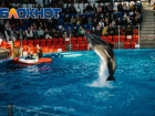 В Сочи появится стационарный центр помощи редким дельфинам 