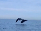 Шоу дельфинов в Сочи вызвало бурную реакцию в сети 