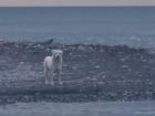 Люди наблюдали и улыбались, но не помогли: бездомного пса едва не унесло в открытое море в Сочи