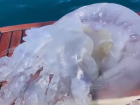 Гигантскую медузу выловили туристы в Черном море