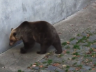 Выход медведя в горах Сочи попал на видео 