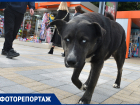 Им нужно помогать: фоторепортаж «Блокнота» о бездомных животных в Сочи 