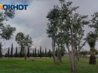 Волонтеры высадили более 30 уникальных деревьев в Сочи