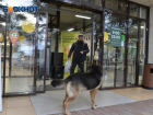 Бездомная собака покусала ребенка в Сочи