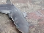 Сочинские рыбаки поймали в Черном море акулу