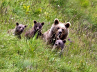 Уникальное видео прогулки медведя по Красной Поляне попало в сеть