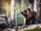 Сочинцы все чаще встречают медведей в людных местах