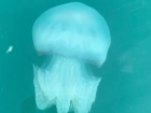 Огромные медузы у берегов Сочи распугали отдыхающих 