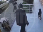 Бездомные собаки напали на подростков в Сочи
