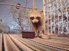 Ночные приключения сочинского енота попали на видео