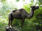 Власти Сочи отреагировали на инцидент с истощенными верблюдами