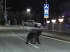На проезжей части в Сочи заметили медведя