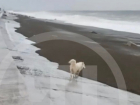 Штормовая волна смыла в море мужчину с собакой в Сочи