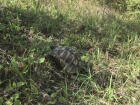 Краснокнижную средиземноморскую черепаху из сочинского нацпарка выпустили на свободу 