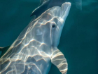 В акватории Черного моря заметили уникального дельфина