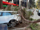 Огромная ветка упала на дорогу и повредила два автомобиля в центре Сочи