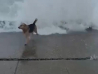 Борьба сочинских псов с непогодой попала на видео