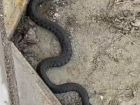 Огромную змею заметили сочинцы на местном пляже