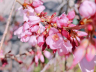 Японская вишня зацвела в Сочи