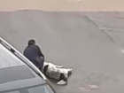 Сочинский риэлтор публично выстрелил в дворовую собаку