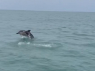Сочинские дельфины устроили морское шоу перед туристами