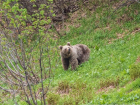 Прогулка медведя по сочинским улицам попала на видео