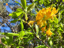 В Сочи мужчина украл у ТЦ рододендроны за 60 тысяч рублей 