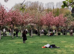 Черешневый сад в центре Сочи привлек множество отдыхающих 