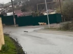 Стая собак напала на женщину в селе Сочи