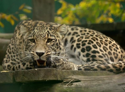 «Сквозное ранение в голову»: общественники добиваются расследования убийства леопарда из Сочи