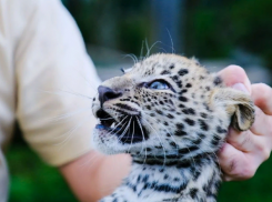 В Сочи детеныши леопарда получили имена