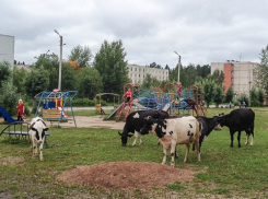 Чью человеческую жизнь спас теленок