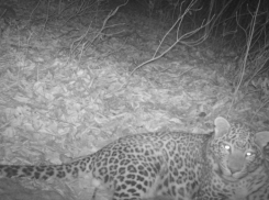 Браконьеры убили сочинского леопарда в Северной Осетии