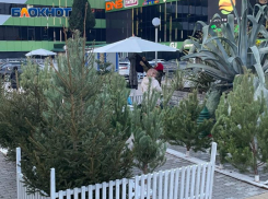 В 34-х местах Сочи откроются елочные базары