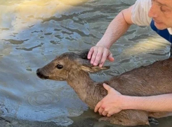 В Сочи спасли очередную косулю, загнанную собаками в реку