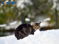 Обрушившиеся на Сочи снегопады стали самыми обильными за 21 год