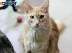Строительная компания Сочи  ищет кота-новосёла с зарплатой 50 тысяч рублей