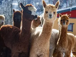 20 альпак из Южной Америки переехали в Сочи