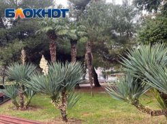 Ученый Туниев заявил, что субтропические деревья в Сочи могут погибнуть в ближайшие годы