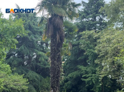 Мальчик поджег пальму во дворе дома в Сочи