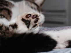 Жительница Сочи обвинила дорогую ветклинику в смерти своего кота