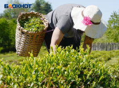 Территории чайных плантаций в Сочи увеличат в два раза