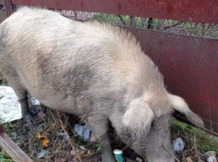На российско–абхазской границе свиньи уничтожили привозные мандарины 