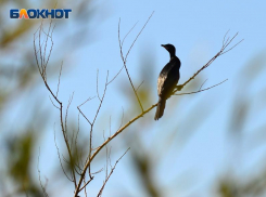 День эколога и Всемирный день окружающей среды отпразднуют чаепитием в Сочи