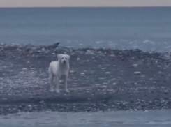 Люди наблюдали и улыбались, но не помогли: бездомного пса едва не унесло в открытое море в Сочи