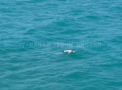 Туристы обнаружили труп неизвестного мужчины в акватории Черного моря